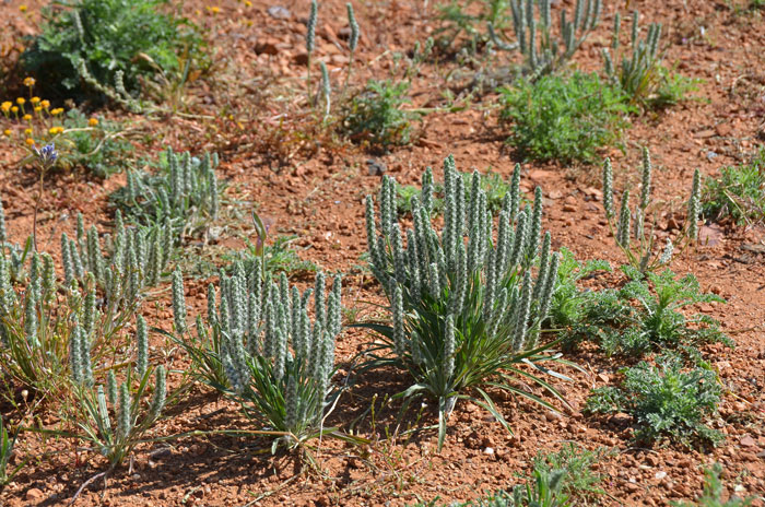 Plantago patagonica, Woolly Plantain